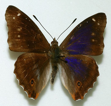 Apatura iris male (purple emperor aberration 2) Internet Image property of respective owner, non-commercial use only